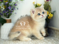 Golden British Shorthair Kitten