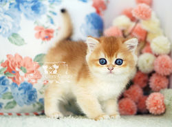 Golden British Shorthair Kitten