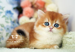 Golden British Longhair Kitten