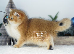 Golden British Shorthair Kitten