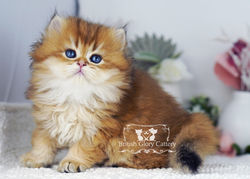 Golden British Longhair Kitten