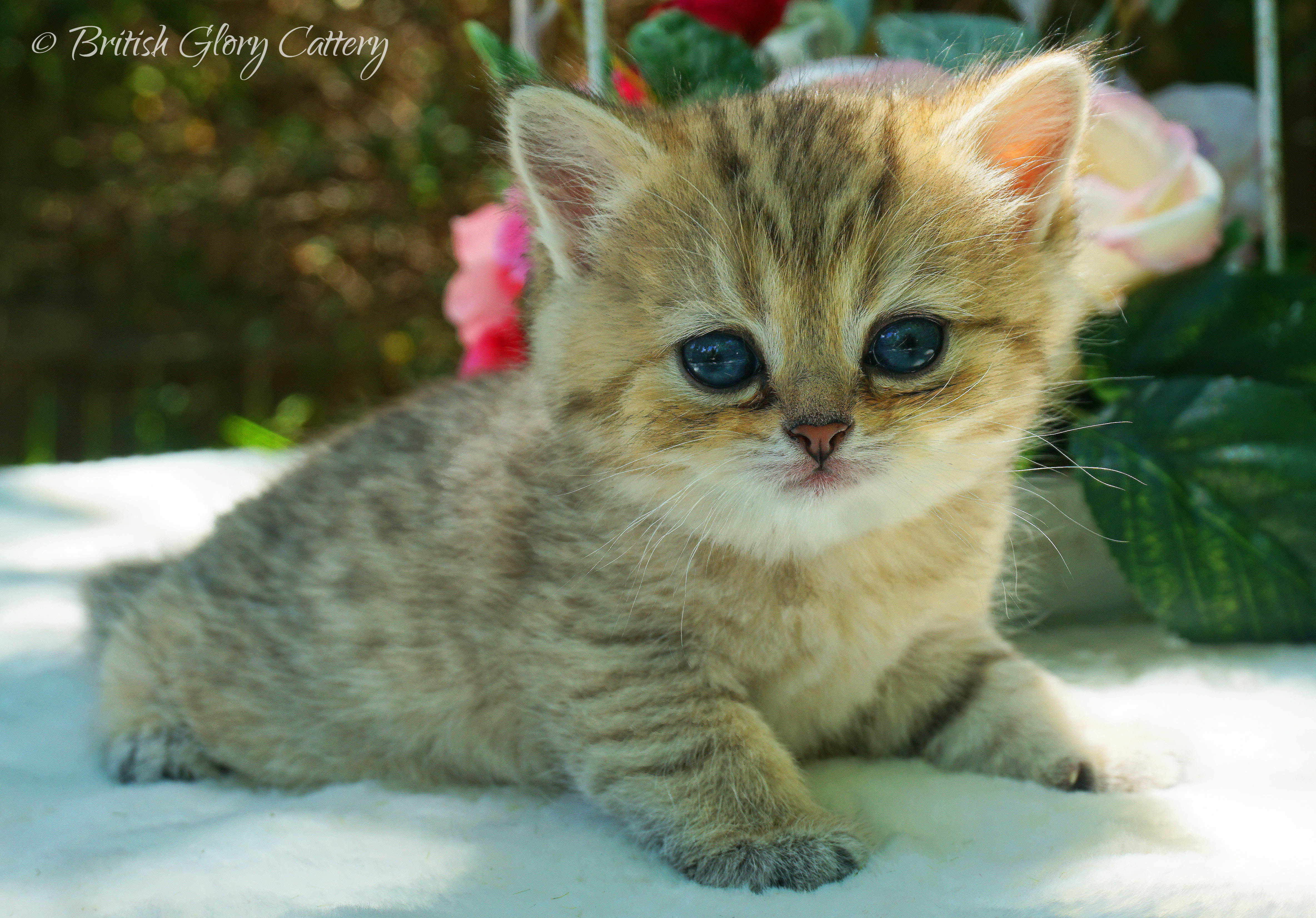 Previous Litters United States British Glory Cattery