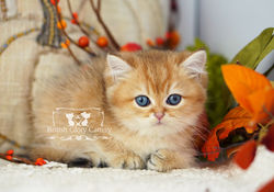 Golden British Shorthair Kitten