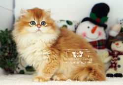 Golden British Longhair Kitten