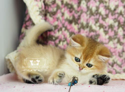 Golden British Shorthair Kitten