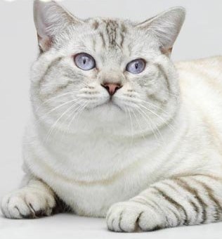 Tabby Color Point British Cat