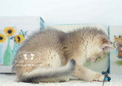 Golden British Shorthair Kitten