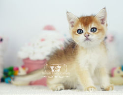 Golden British Shorthair Kitten