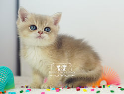 Golden British Shorthair Kitten