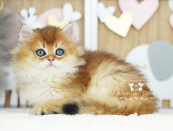 Golden British Longhair Kitten