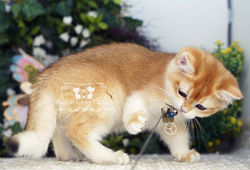 Golden British Shorthair Kitten