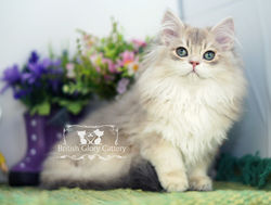 Blue Golden British Longhair Kitten
