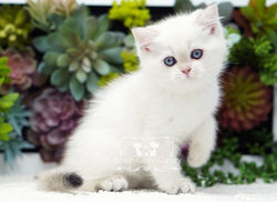 Color Point British Shorthair Kitten