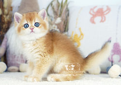 Golden British Shorthair Kitten