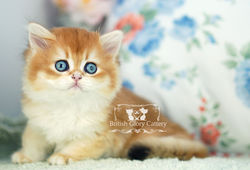 Golden British Longhair Kitten