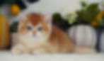 Banner.jpg