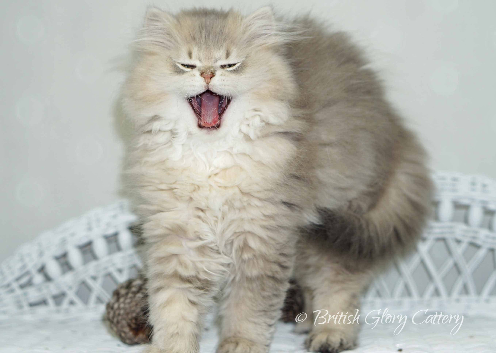 British shorthair cattery | United States | British ...