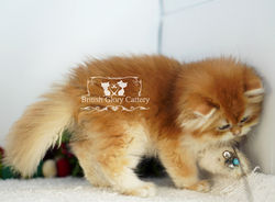 Golden British Longhair Kitten