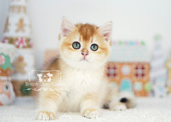 Golden British Shorthair Kitten