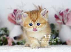 Golden British Shorthair Kitten