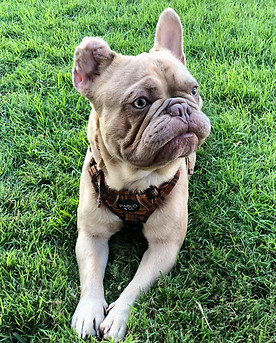 Zeus - Frenchie