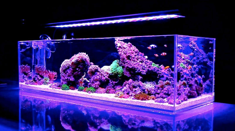 Acrylic tank_edited_edited.jpg