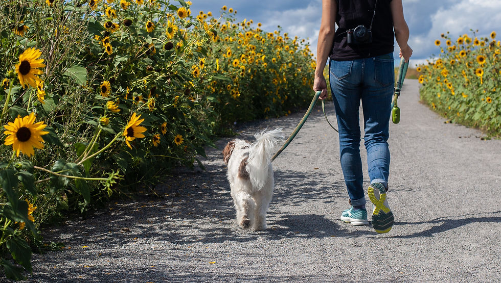 5. Explora nuevo lugares con tu peludo