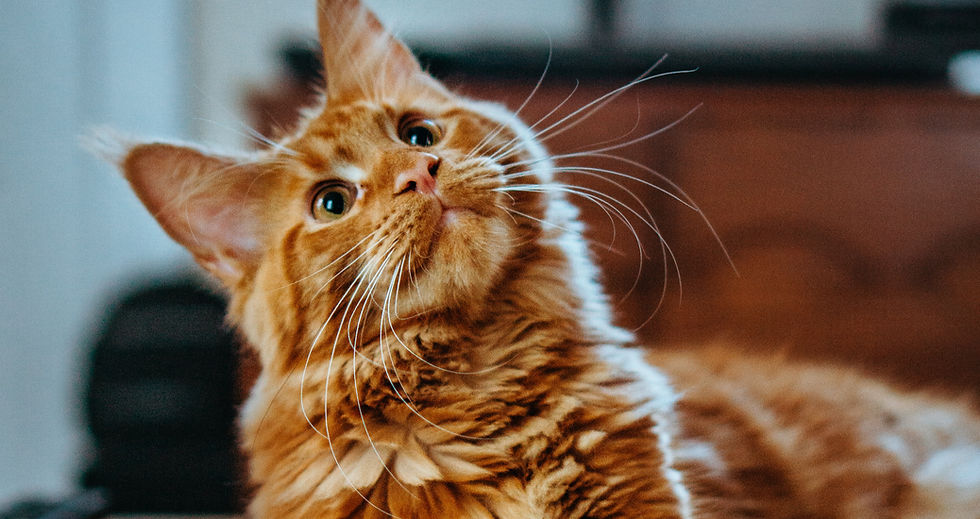 4. Libros y Gatos