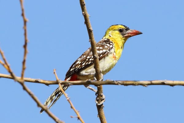 Yellow (breasted) barbet