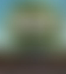 THE ROOT OF BELIEVING