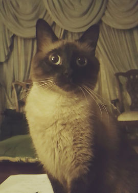 _storage_emulated_0_DCIM_Savannah Cat Pics_20170108_164437.jpeg