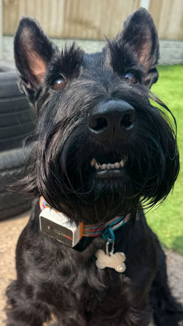 Monty the Scottie dog looking dapper!