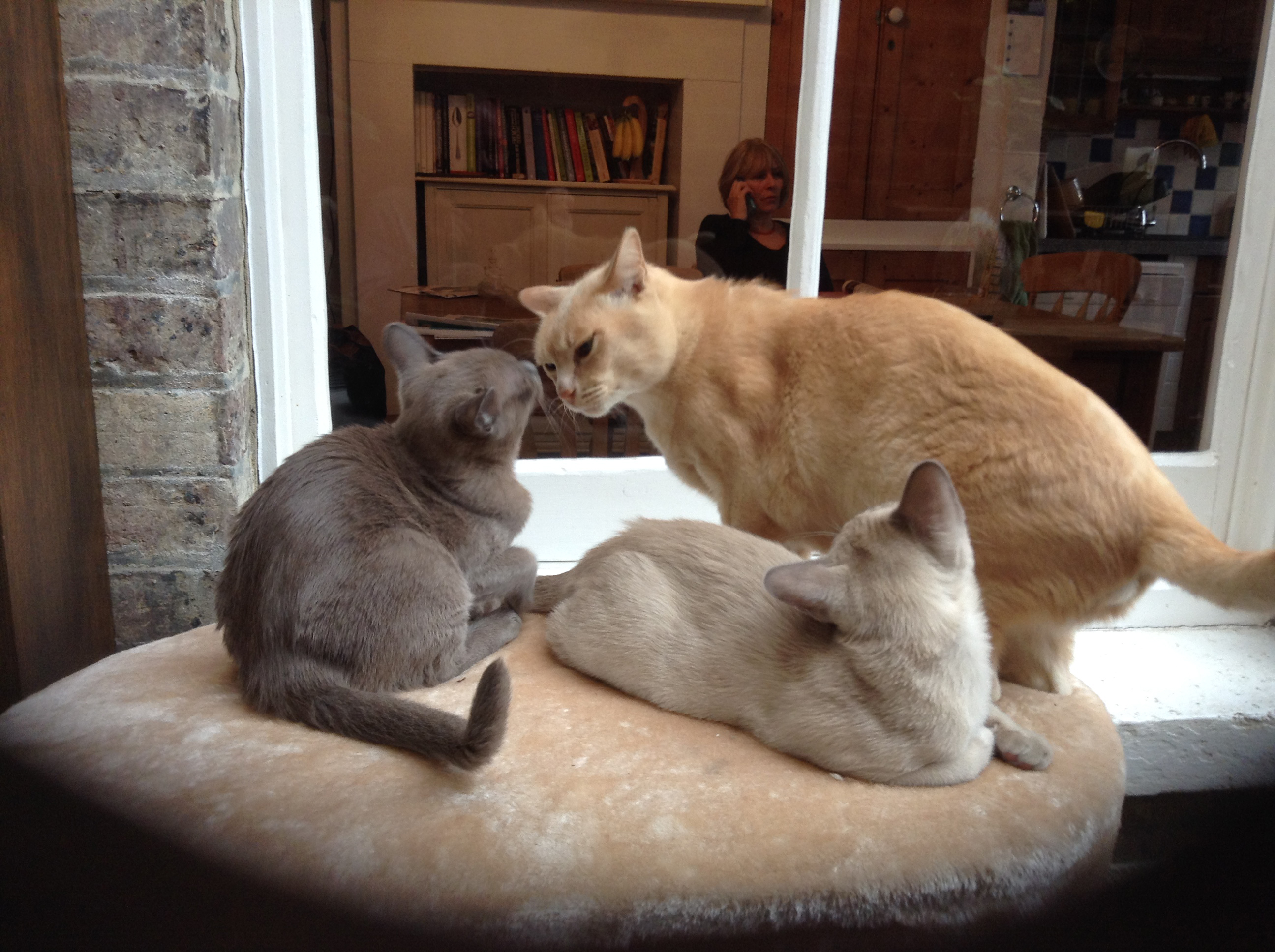 Ivan & Pixie (15-04-30)