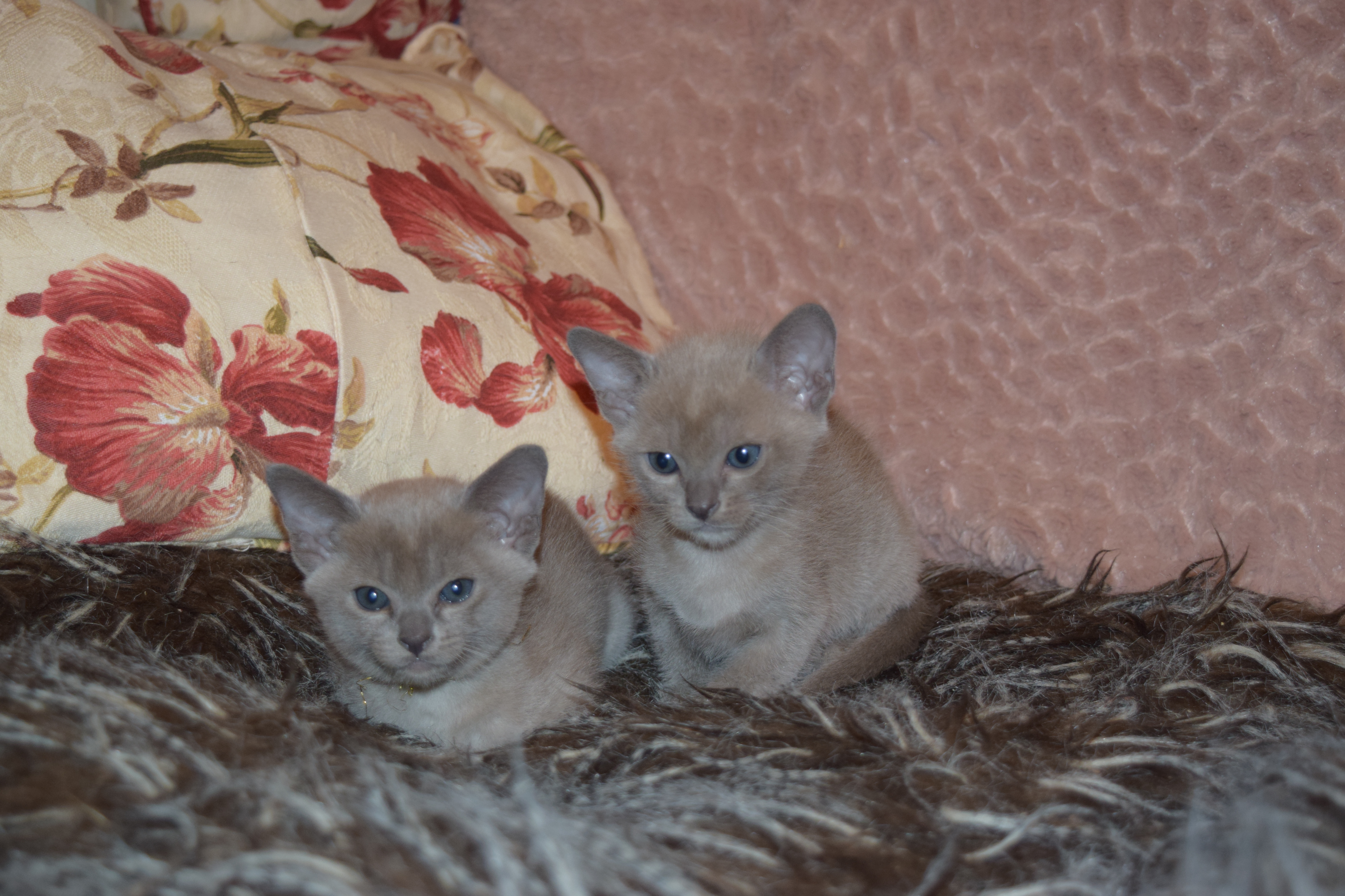 Cheeka's Kittens