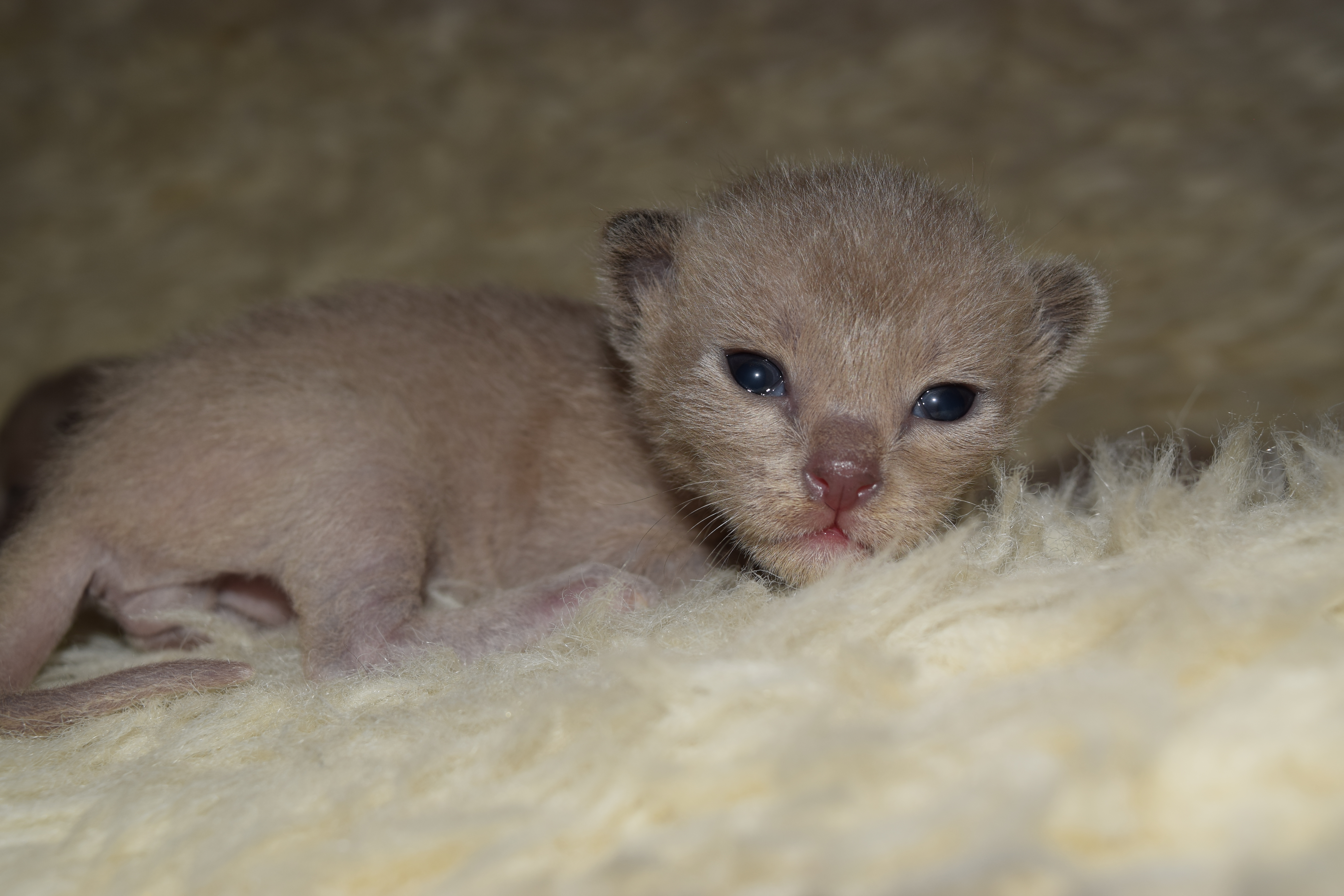 Bella's Blue Kittens