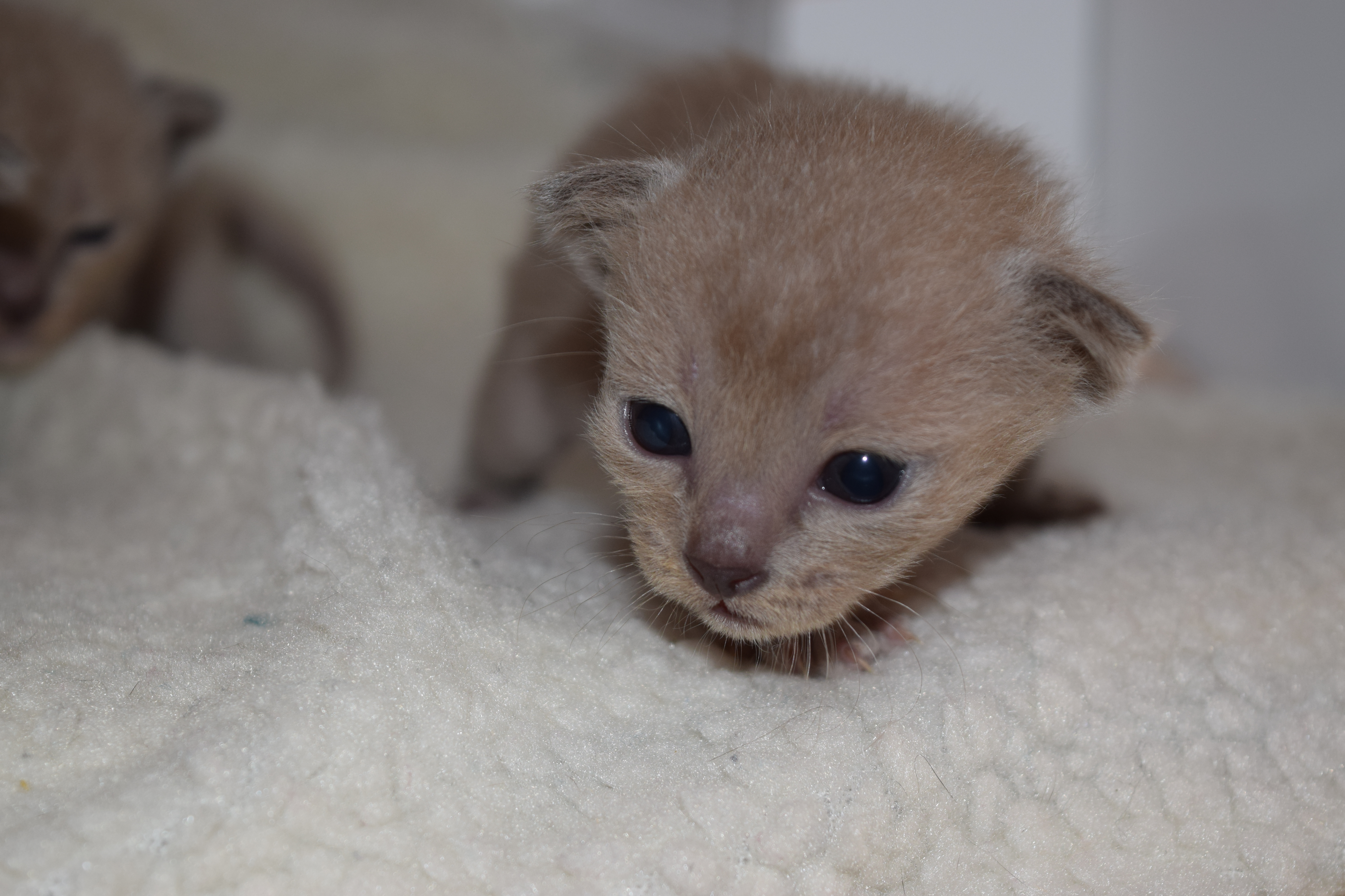 Cheeka's Blue Kittens