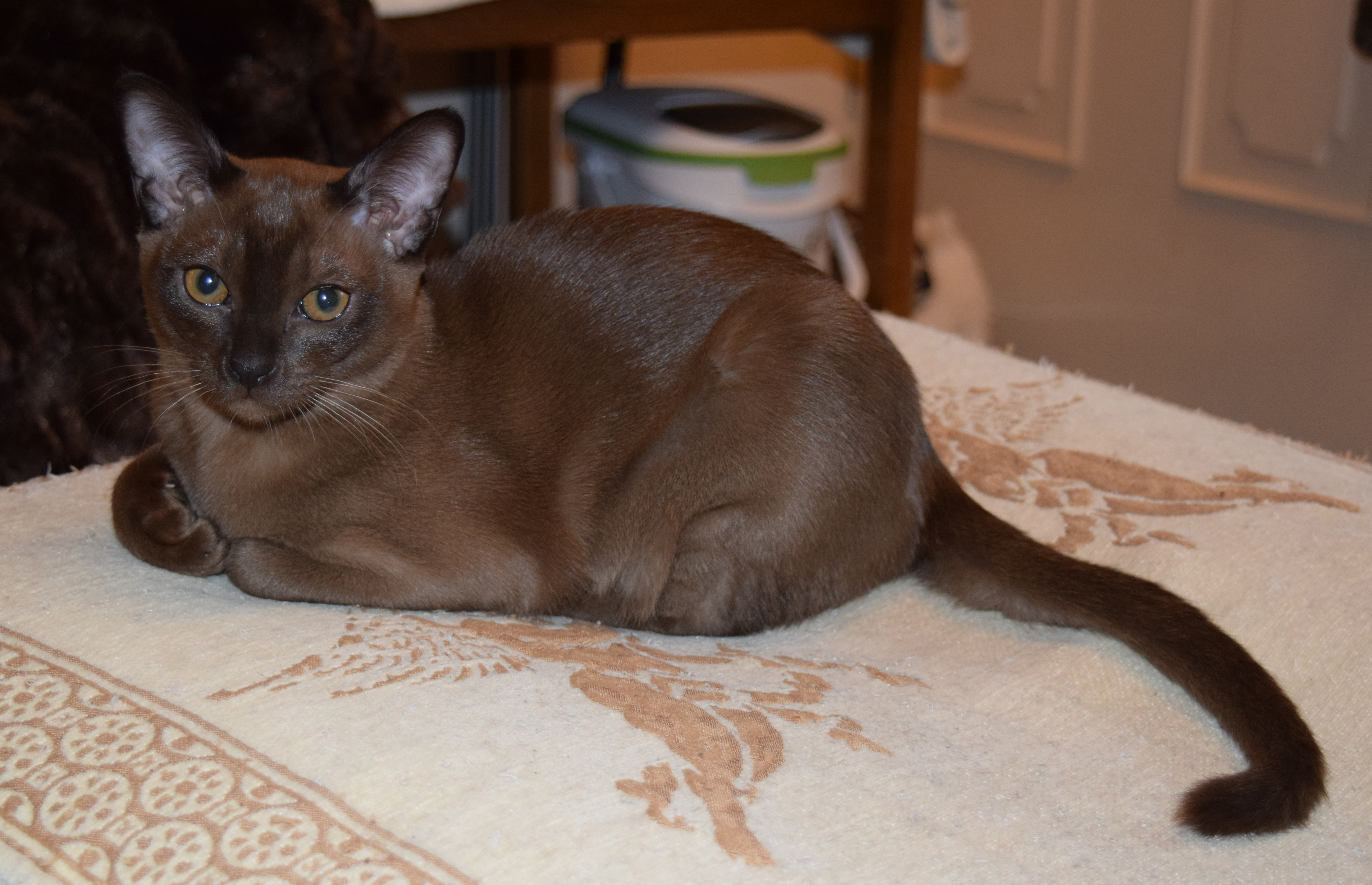 Tinkerbell