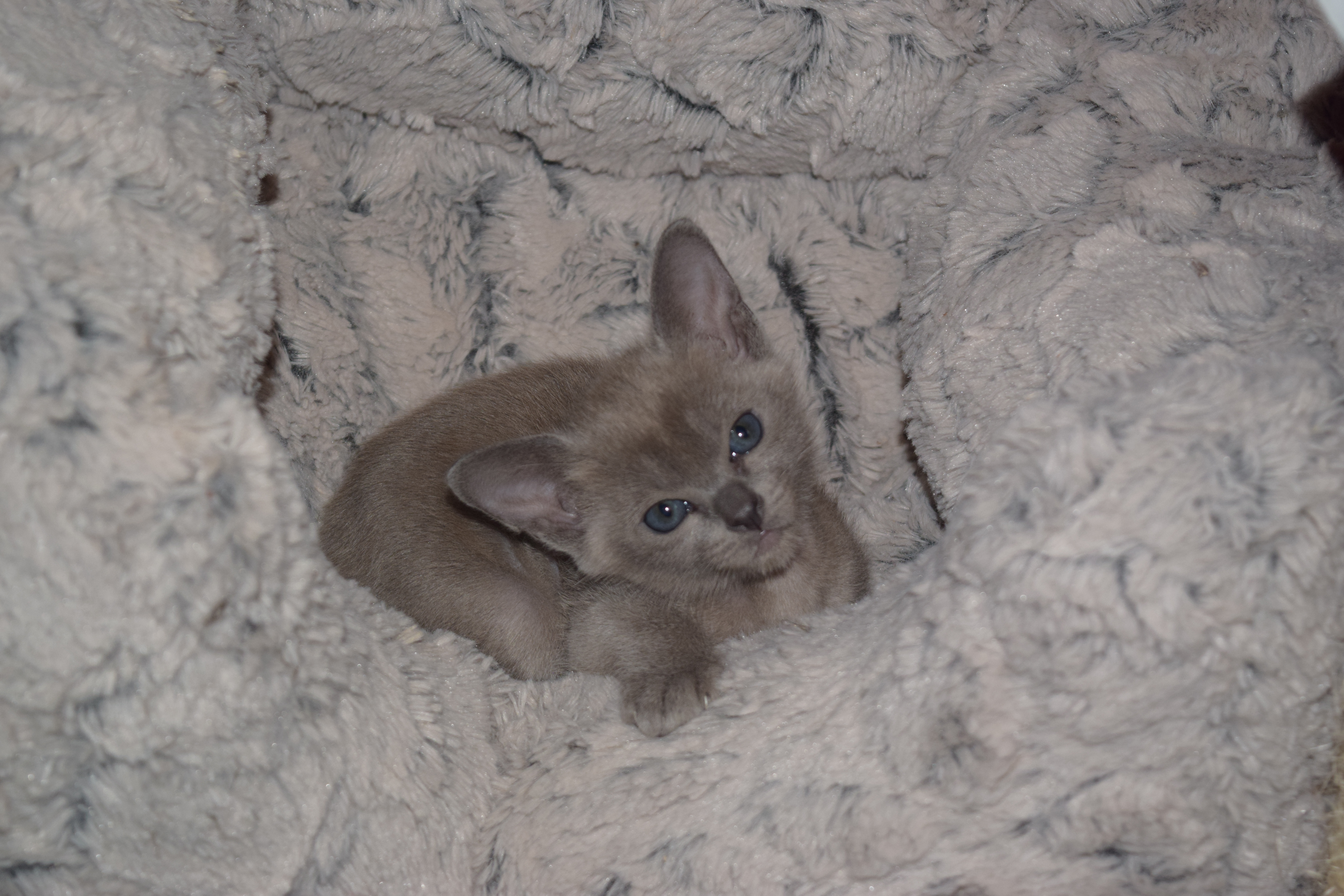 Cheeka's Kittens