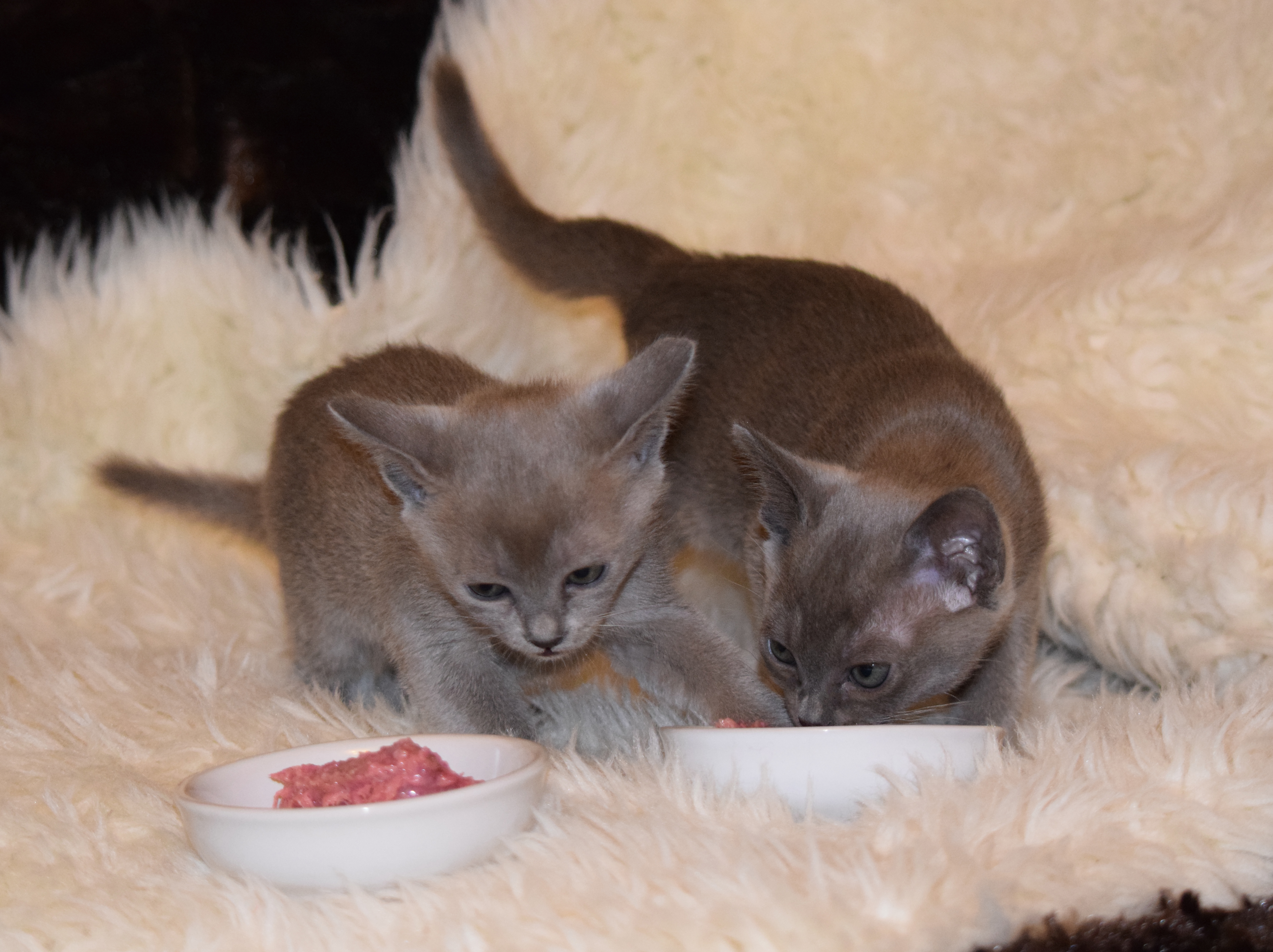 Weaning