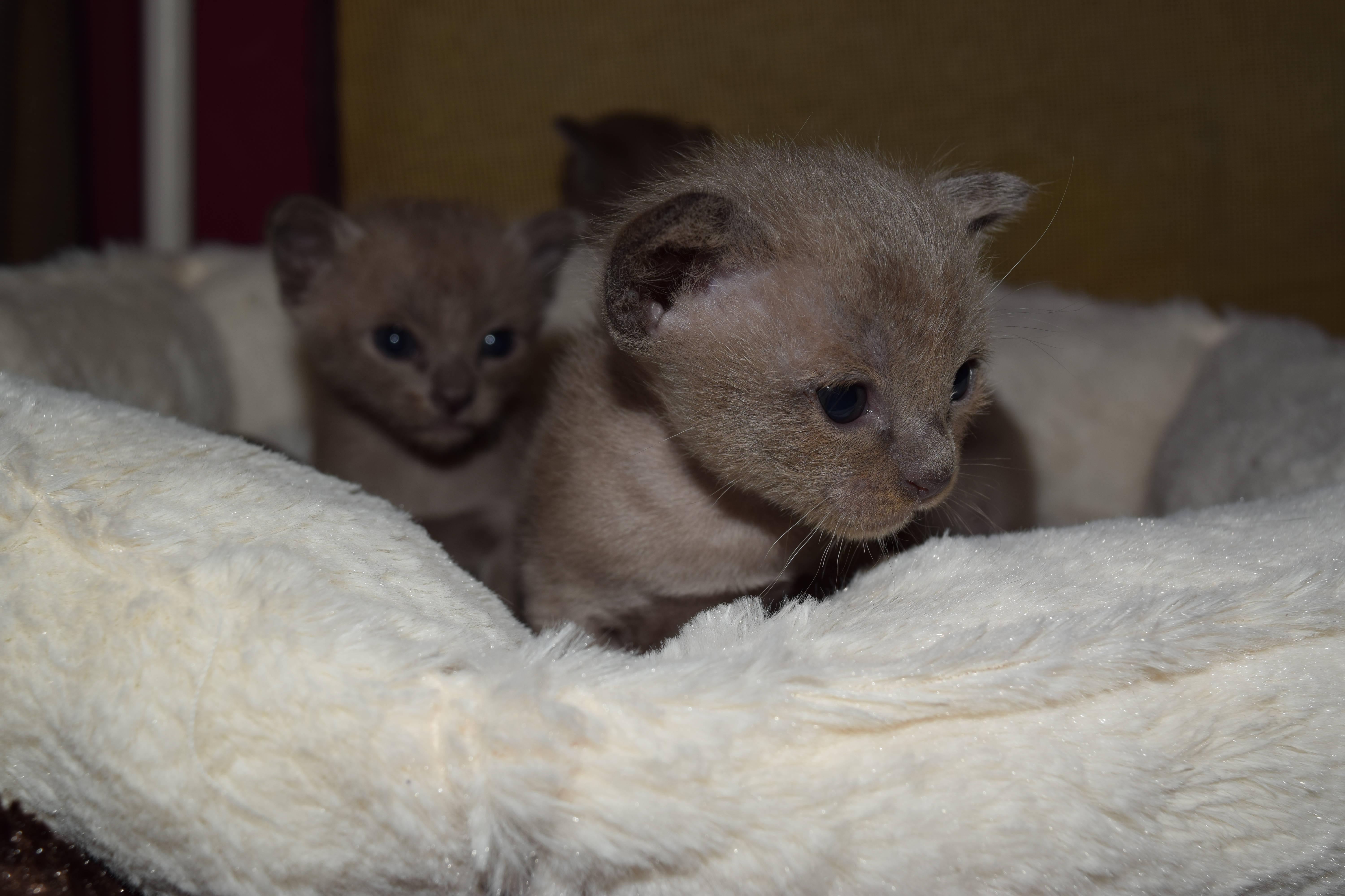 Bella's Blue Kittens
