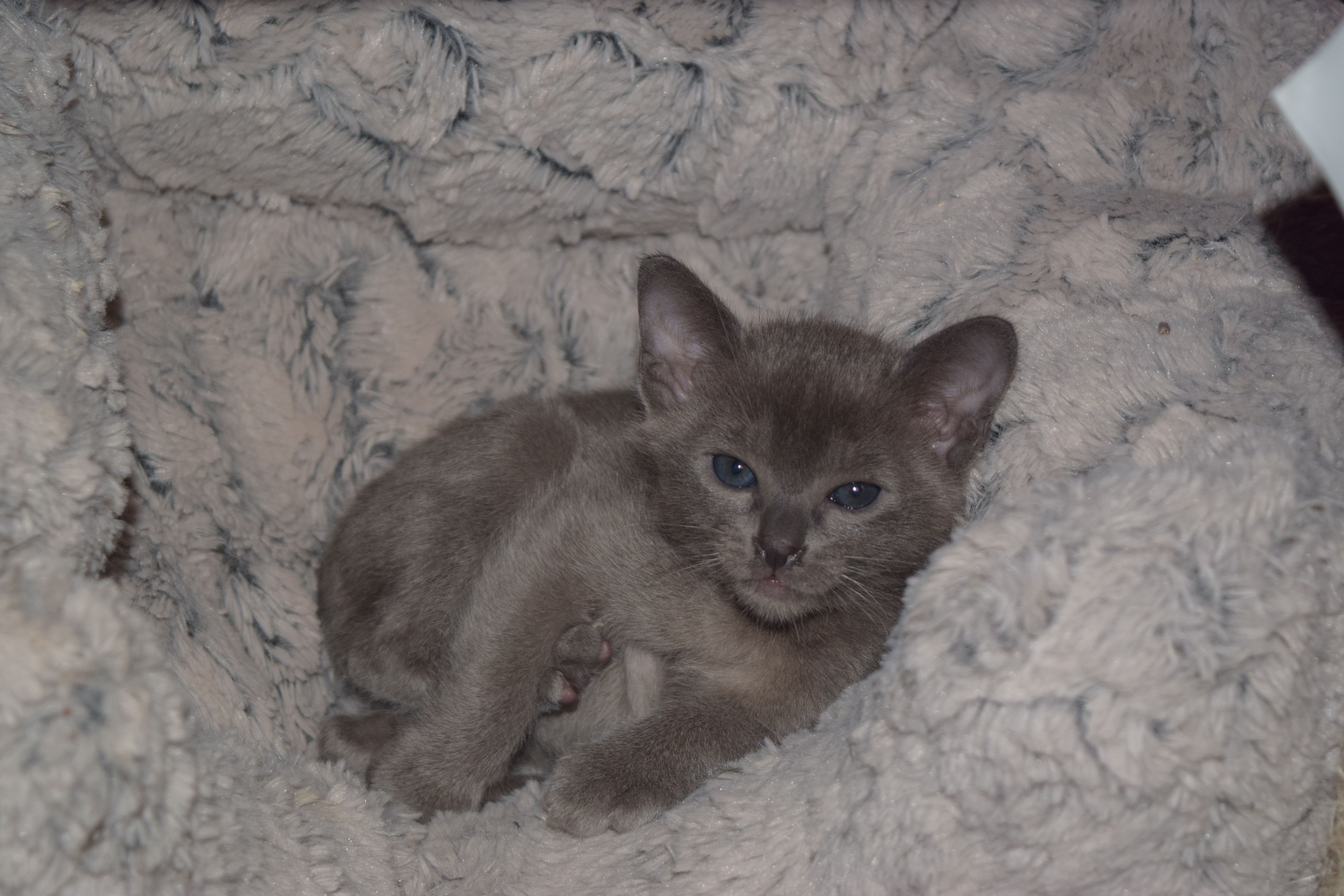 Cheeka's Kittens