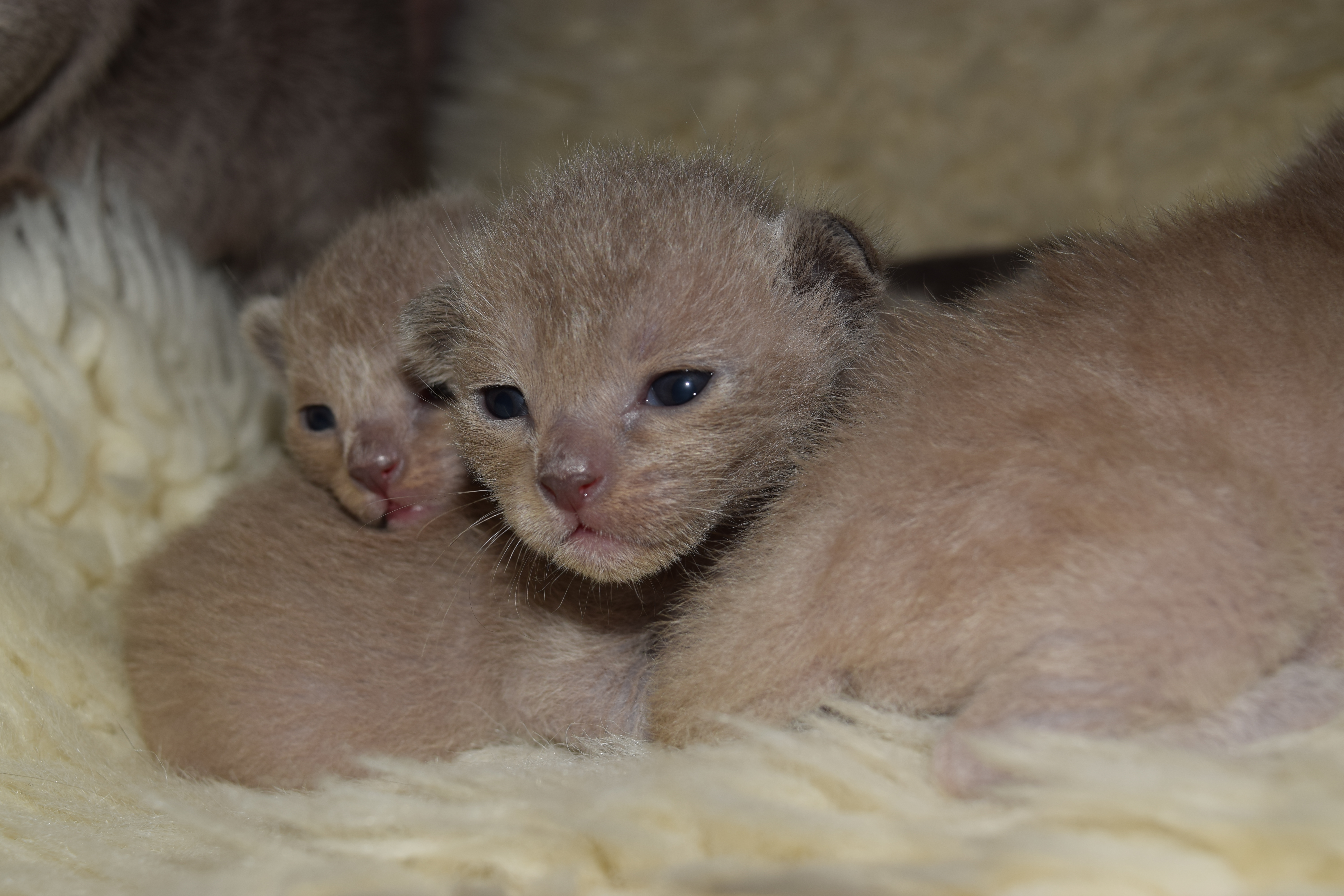 Bella's Blue Kittens