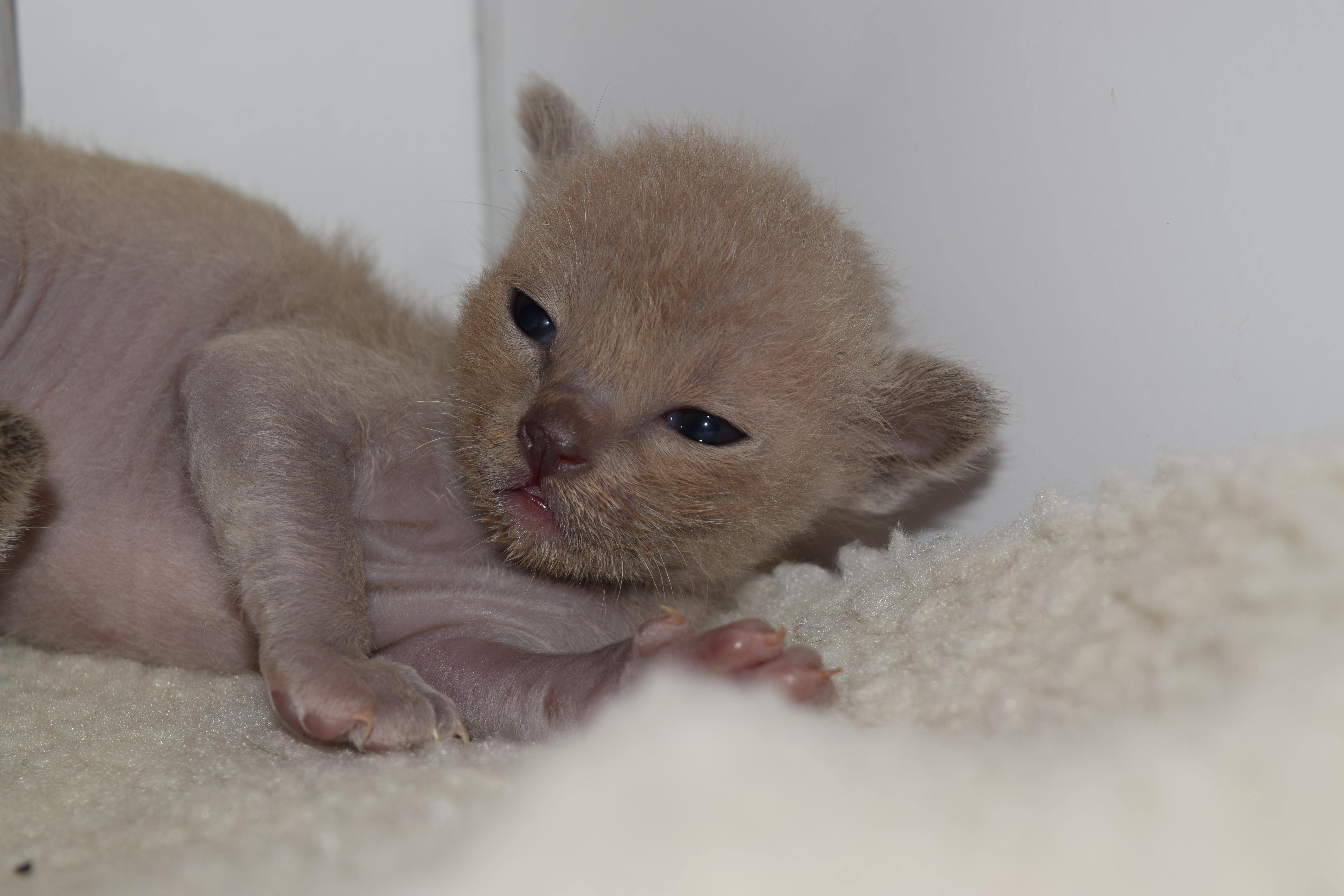 Cheeka's Blue Kitten