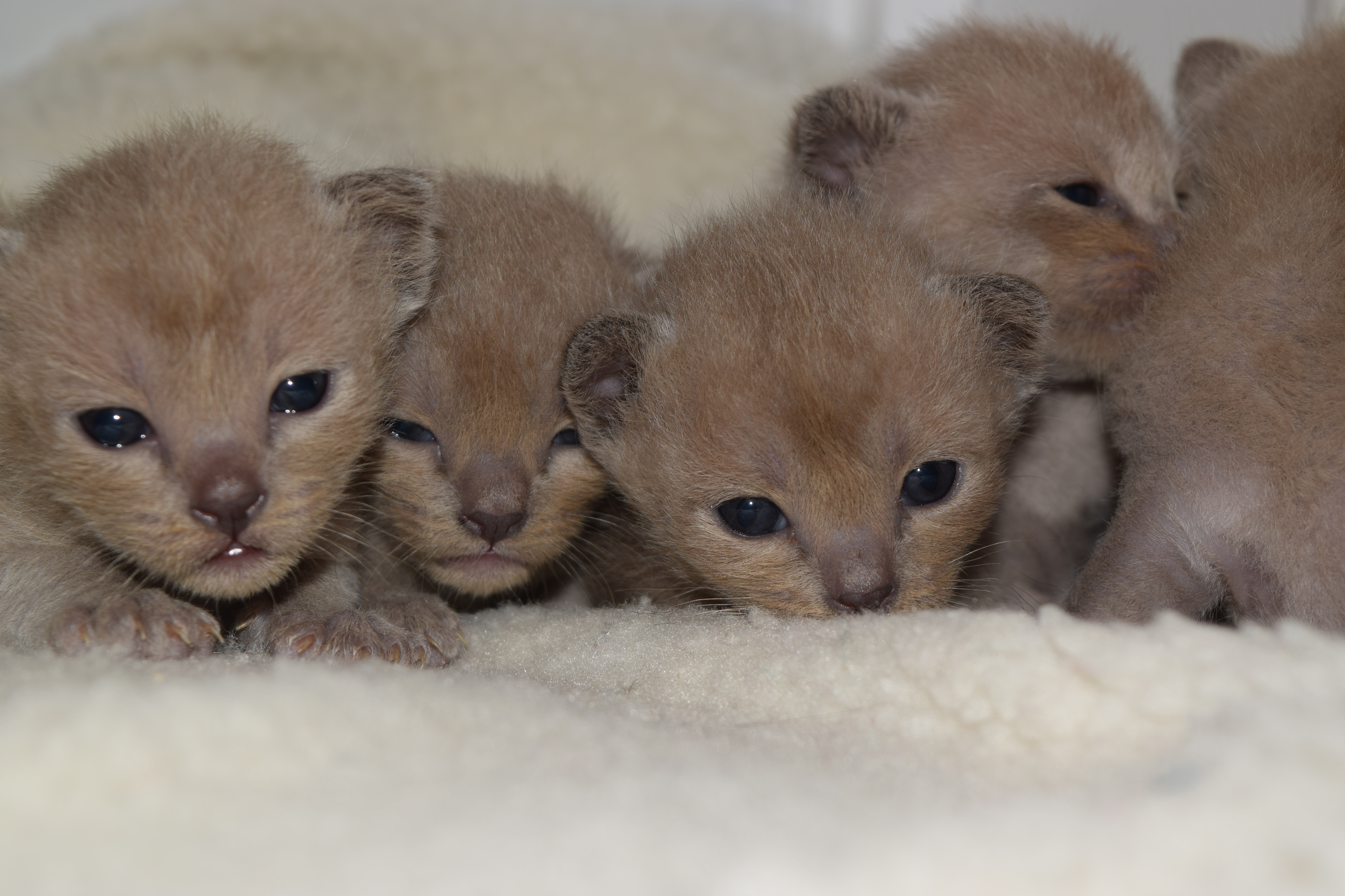 Cheeka's Blue Kittens