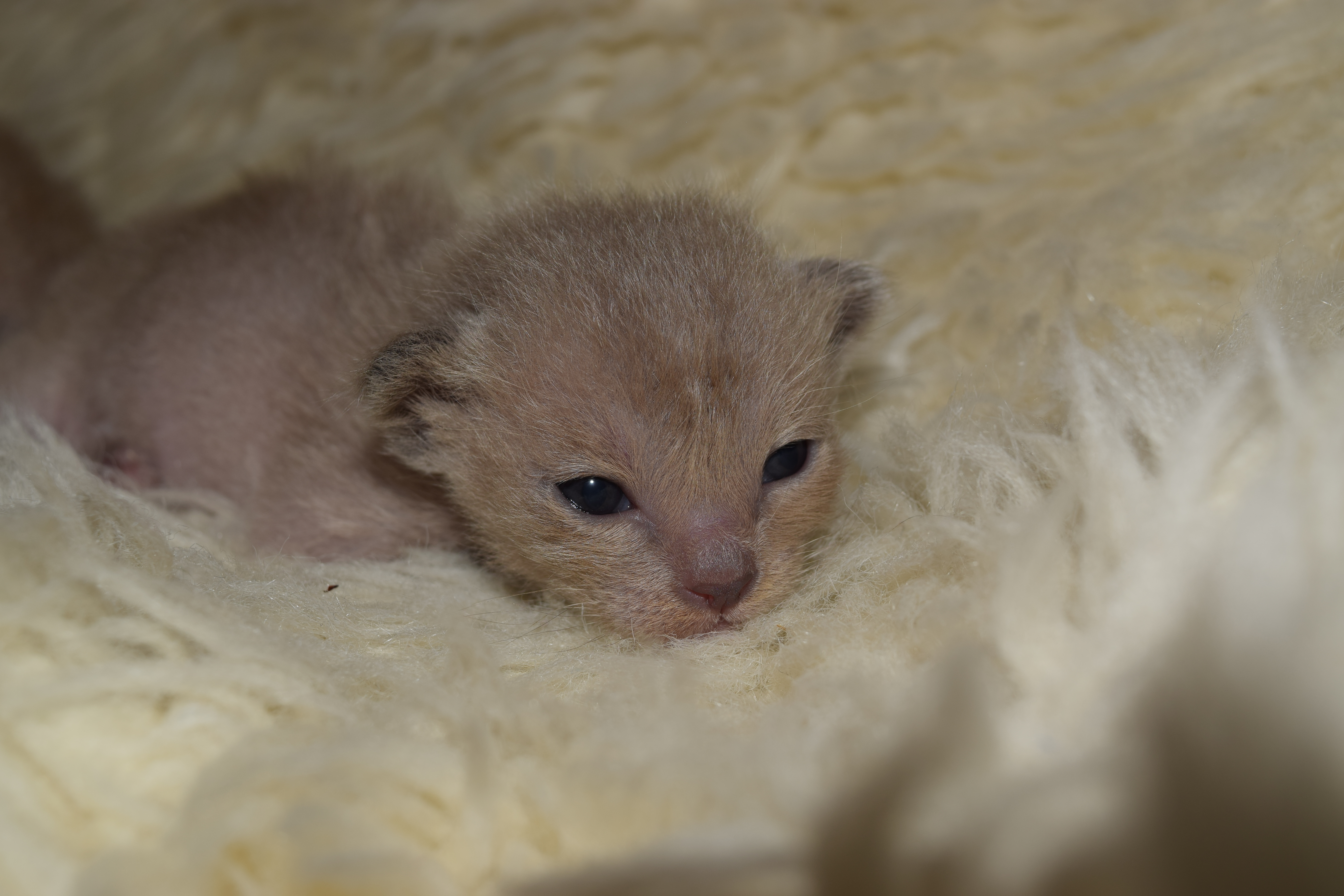 Bella's Blue Kittens