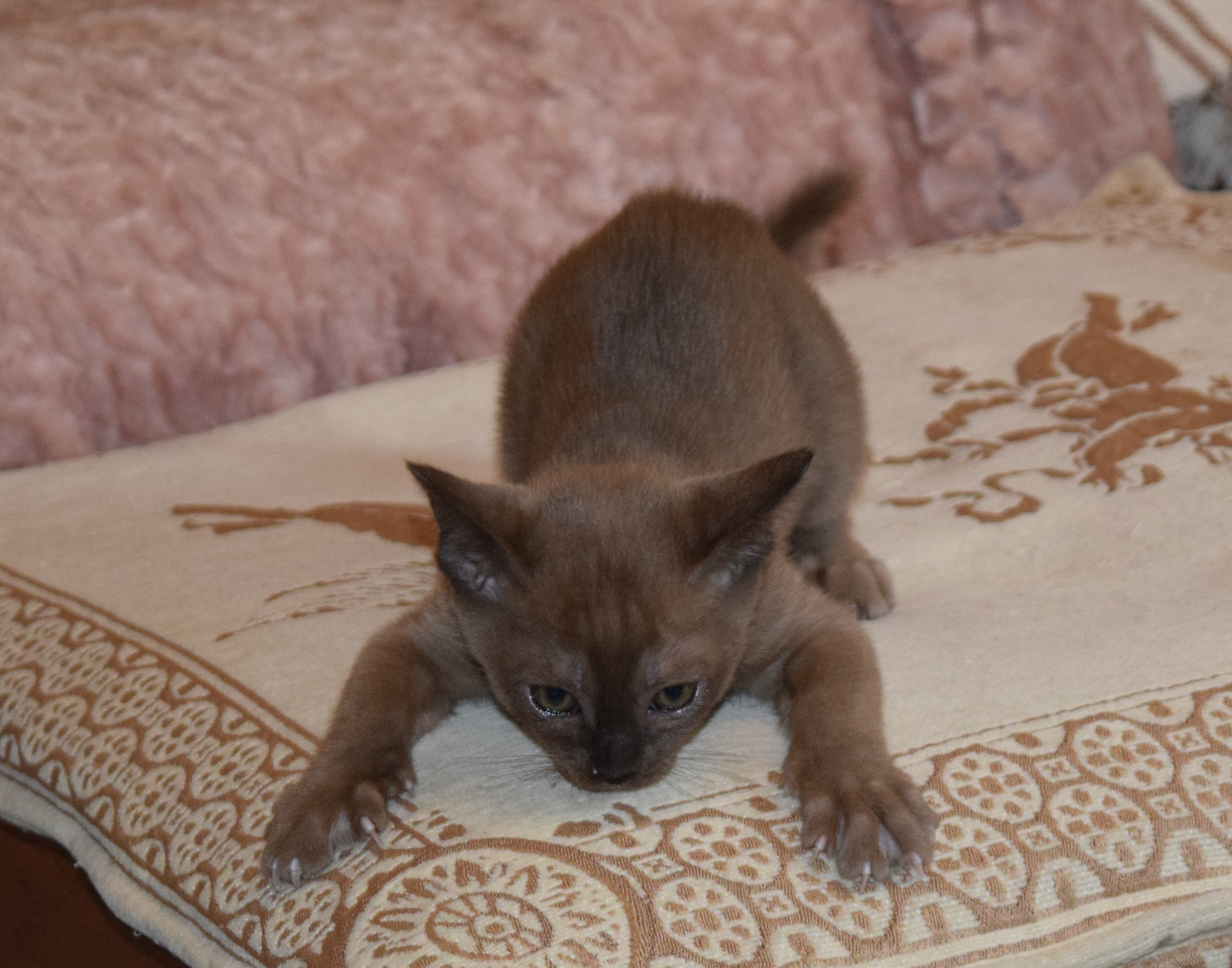 Ready To Pounce