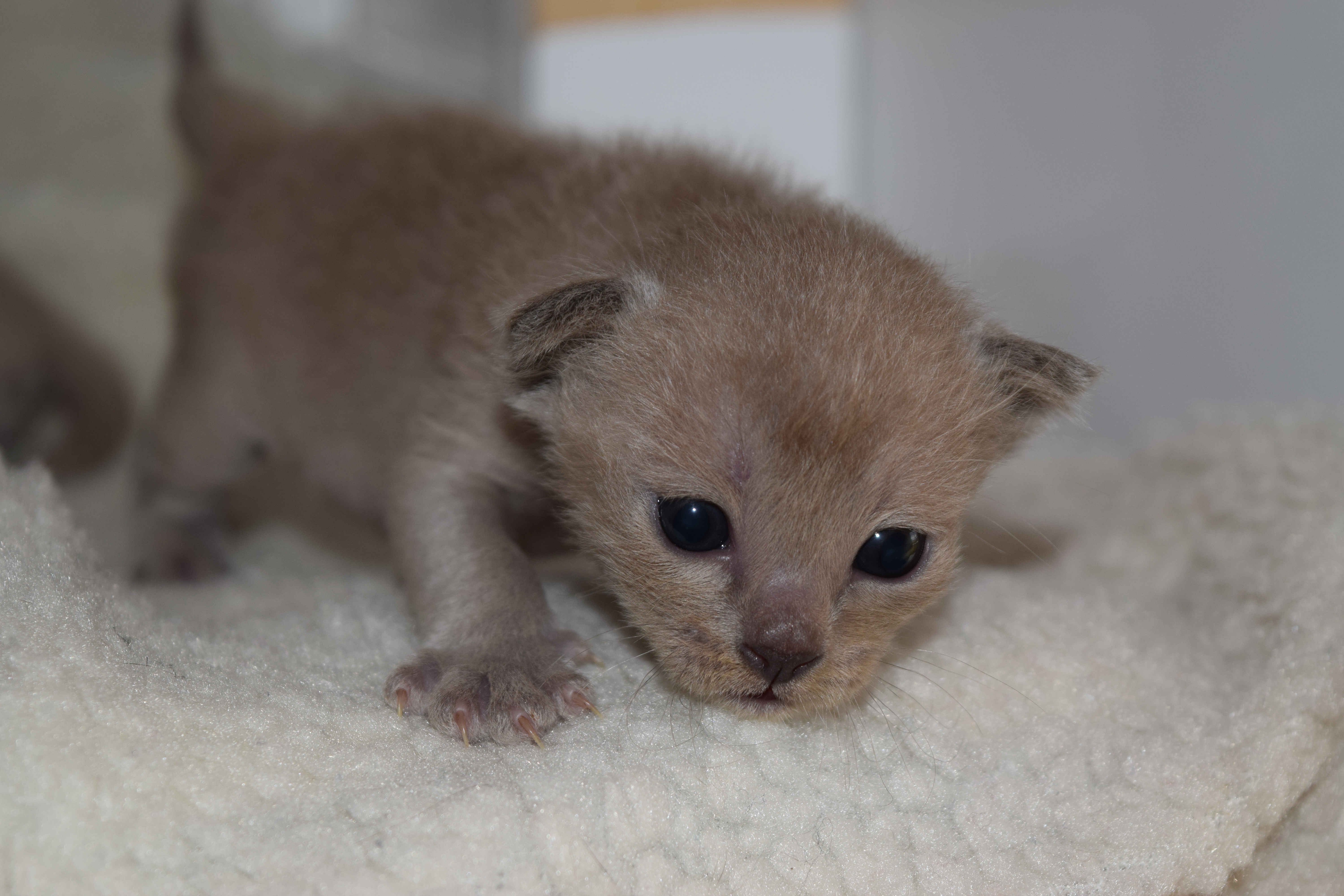 Cheeka's Blue Kittens