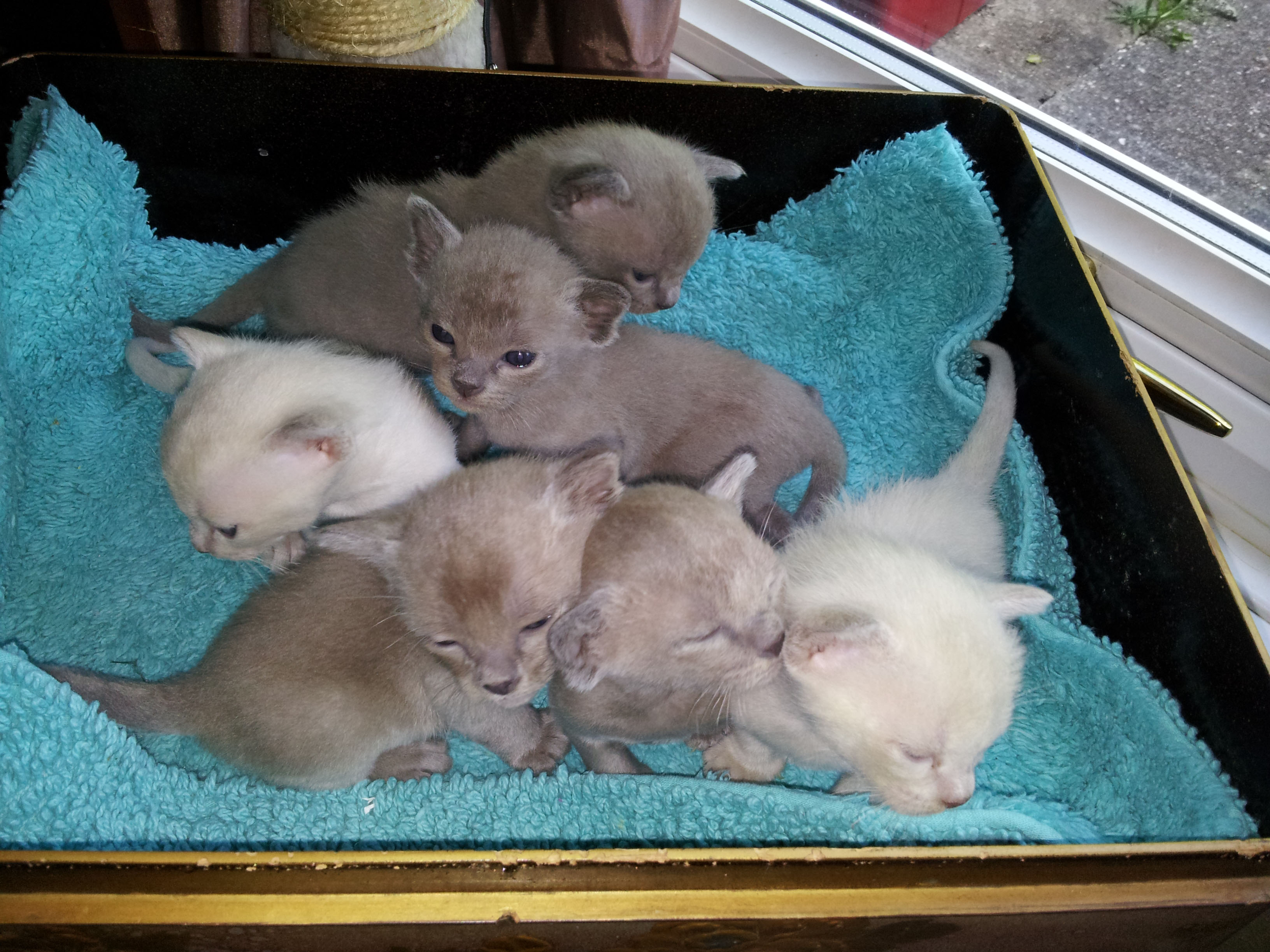 Bella Kittens (15-05-16)