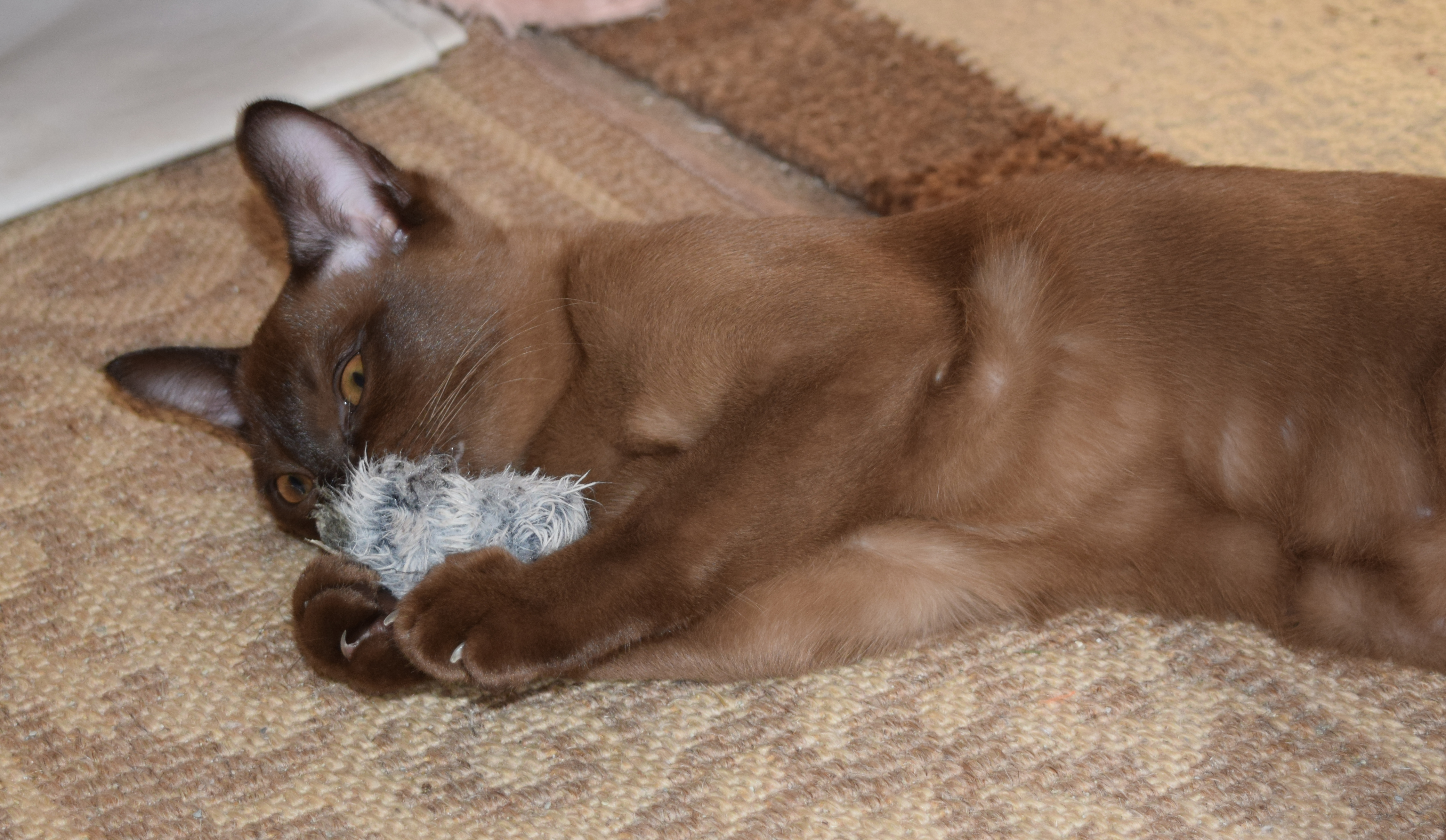 Tinkerbell As A Kitten