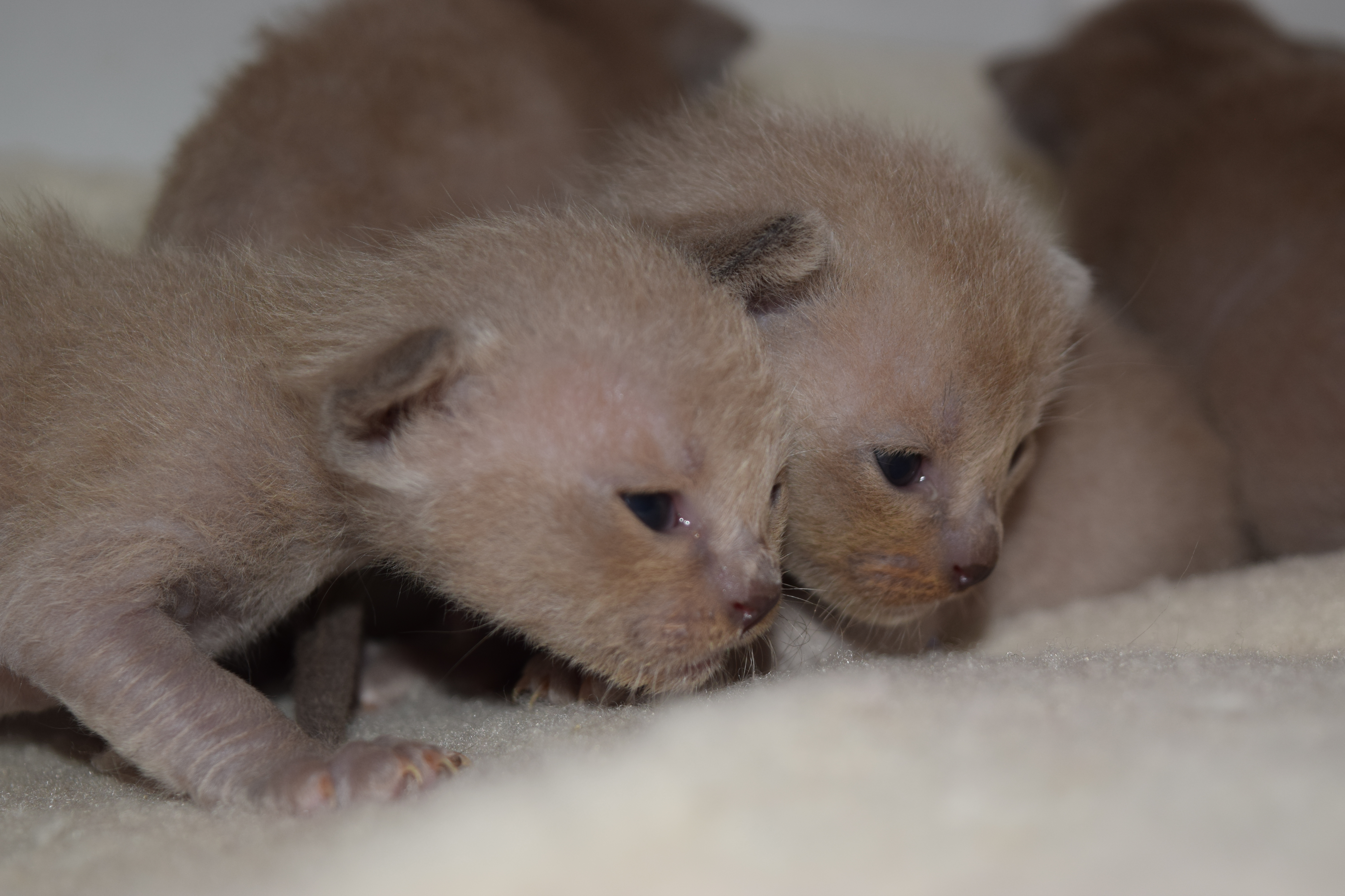 Cheeka's Blue Kittens